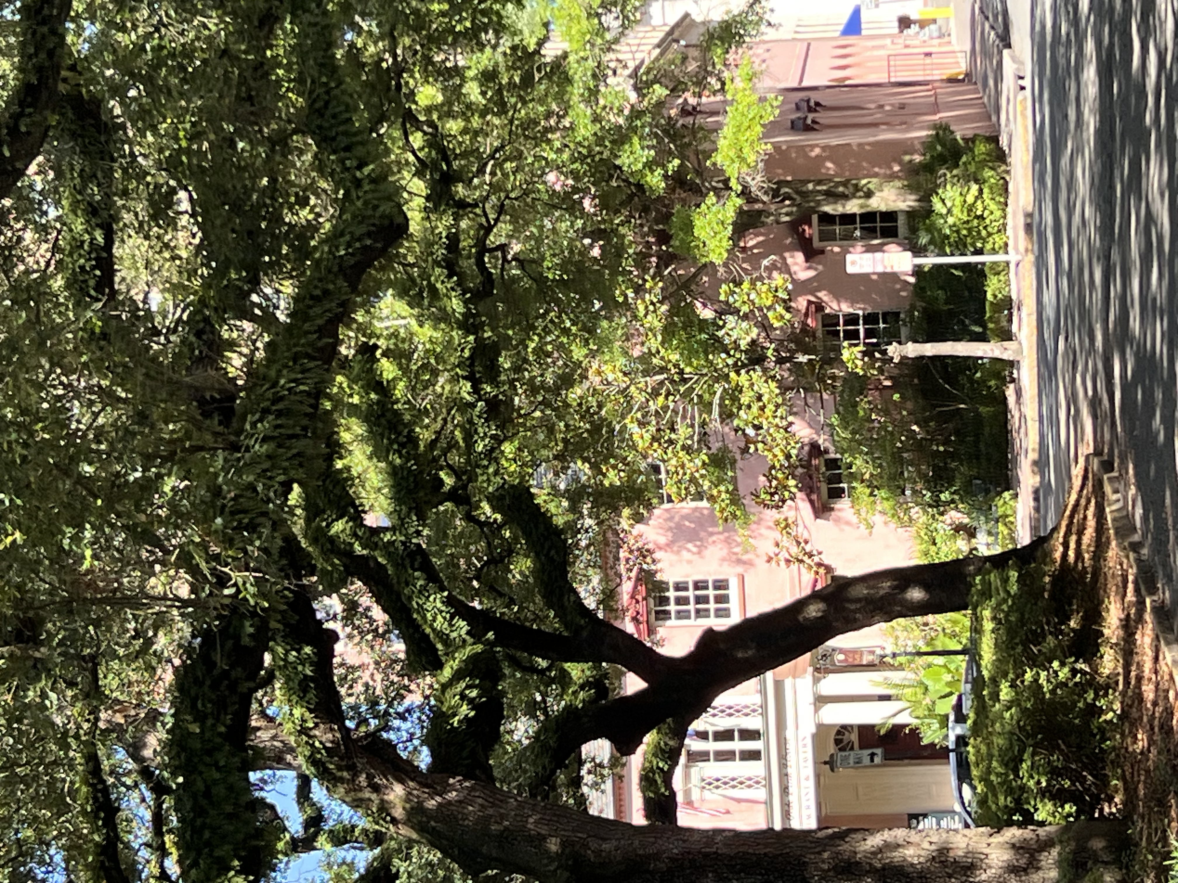 ./2025/06 - Savannah/IMG_1146.jpg